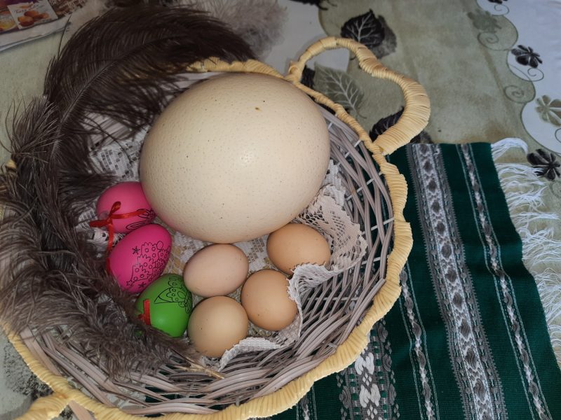 Ouă de struti