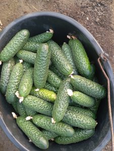 Legume și verdeata crescute natural .