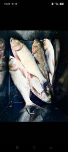 Рыба от производителя