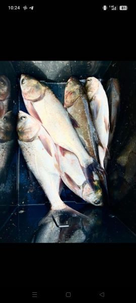 Рыба от производителя