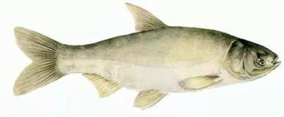 Рыба от производителя