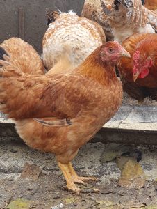Pui francezi SASSO crescuți natural în gospodărieCarne / Păsări / Produse de casă