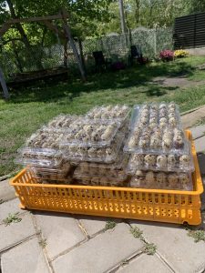 Vand Prepelițe vii și carcasă