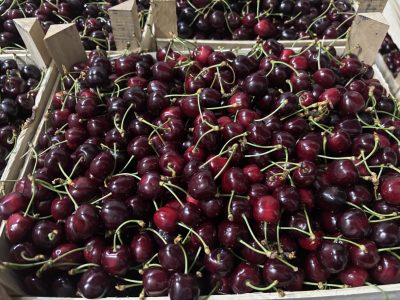 Vine Cirese