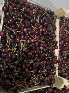 Vine Cirese