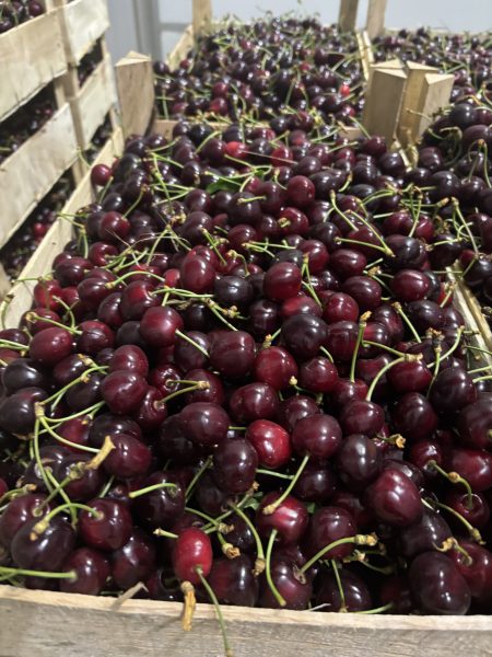 Vine Cirese