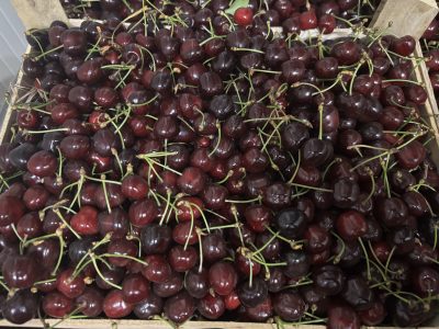 Vine Cirese