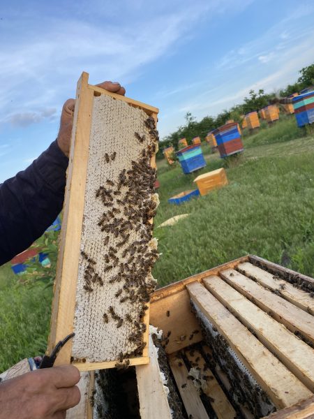 Miere naturală de salcâm