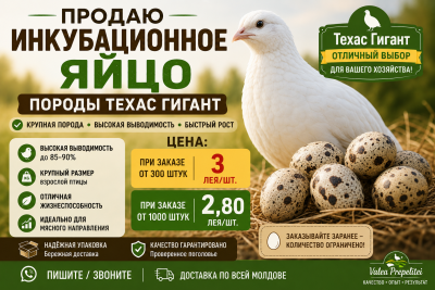 Инкубационные яйца