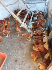 Cocoși de casă