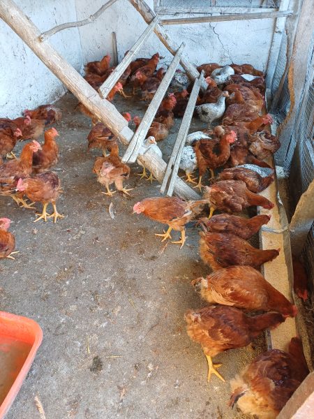 Cocoși de casă