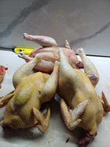Cocoși de casă