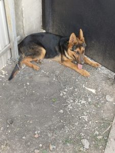 Avciarcă germană