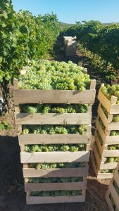 Struguri pentru vin soi Muscat Ottonel