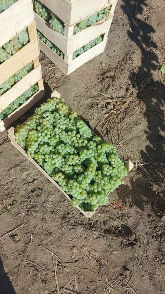 Struguri pentru vin soi Muscat Ottonel